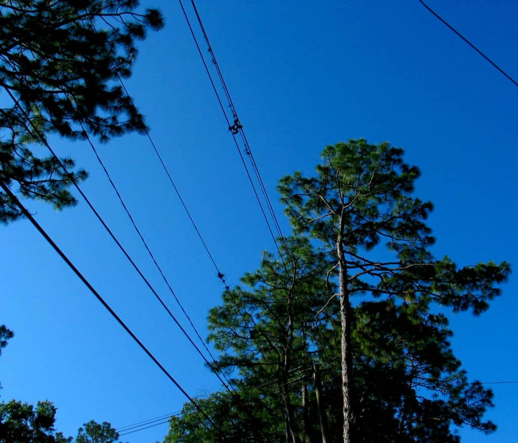 picture of large trees and power lines