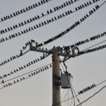 many birds resting on power lines