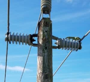 lizard laying on power line insulator
