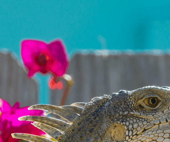 iguana photo