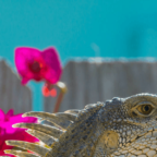 iguana photo