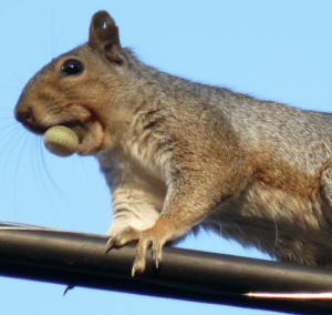 squirrel on a powerline photo
