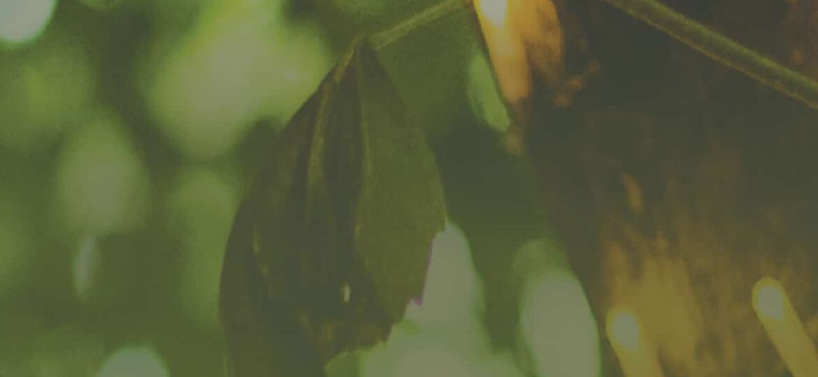 COE-Feature_art_July_fact_sheet_2021