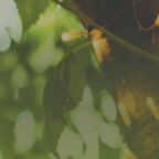 COE-Feature_art_July_fact_sheet_2021